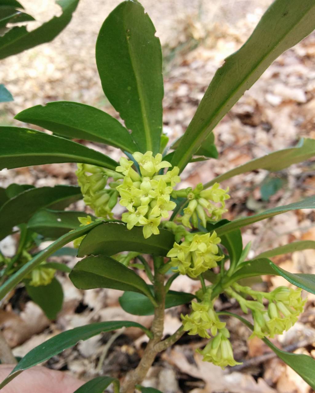 Daphne laureola / Dafne laurella
